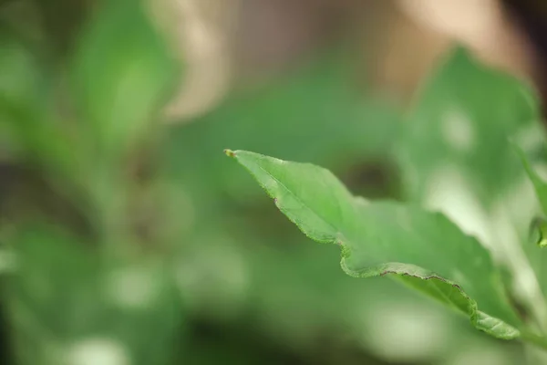 Enfoque Selectivo Una Hoja Verde Crujiente — Foto de Stock