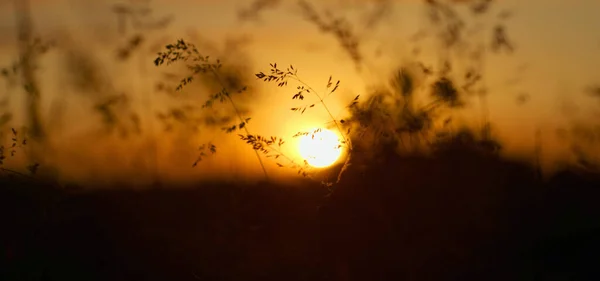 Вибірковий Фокус Яскравого Сонця Заходу Сонця Спостерігається Через Розмиті Польові — стокове фото