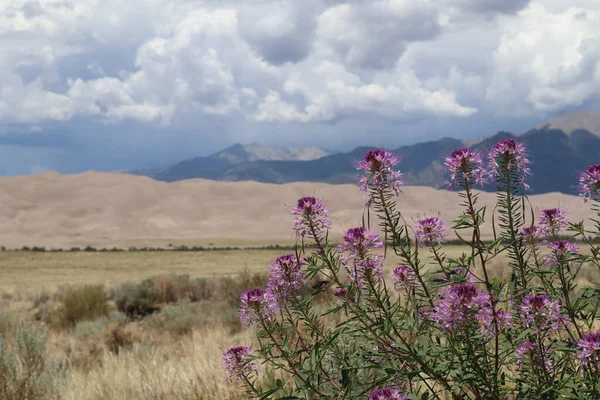 科罗拉多州大沙丘国家公园附近的大沙丘景观前景中的紫色野花 — 图库照片