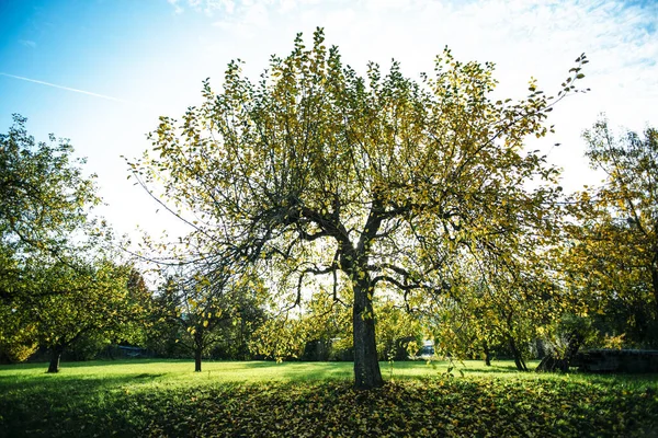 Parktaki Güzel Bir Ağaç Görüntüsü — Stok fotoğraf