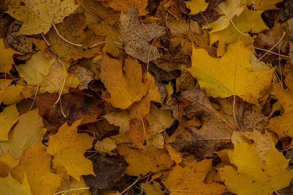 Eine Nahaufnahme Von Herbstblättern Wald Tag — Stockfoto