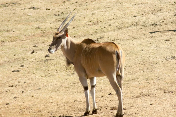 Une Seule Antilope Sauvage Dans Désert — Photo