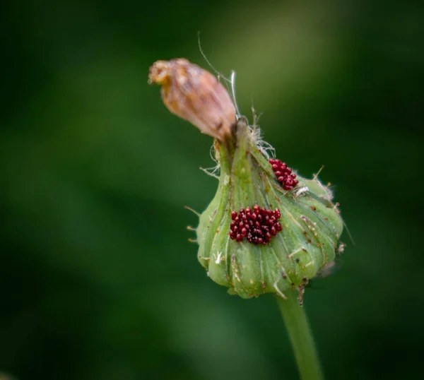 Ένα Πράσινο Φυτό Μικρά Κόκκινα Φρούτα Τύπου Πράγματα Αυτό Θολή — Φωτογραφία Αρχείου