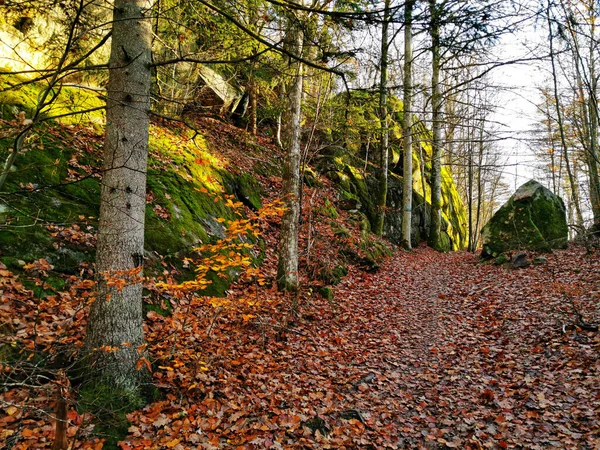 Bomen Bij Met Mos Bedekte Kliffen Een Bos Noorwegen Overdag — Stockfoto