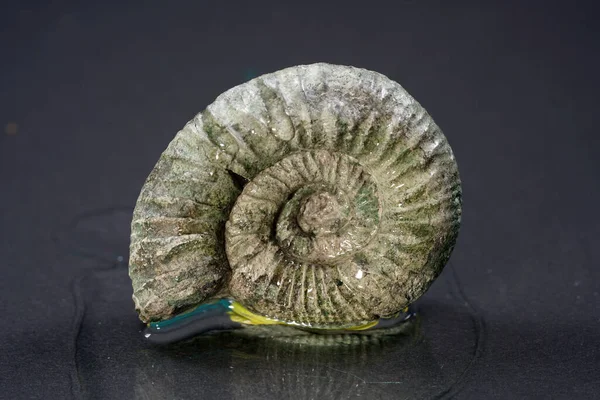 Primo Piano Ammonite Sulla Superficie Piana — Foto Stock