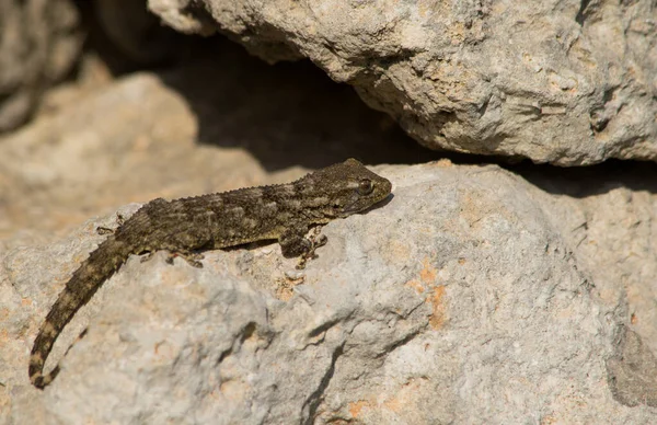 Close Gecko Parede Comum Paredes Pedra Calcária Sob Luz Sol — Fotografia de Stock