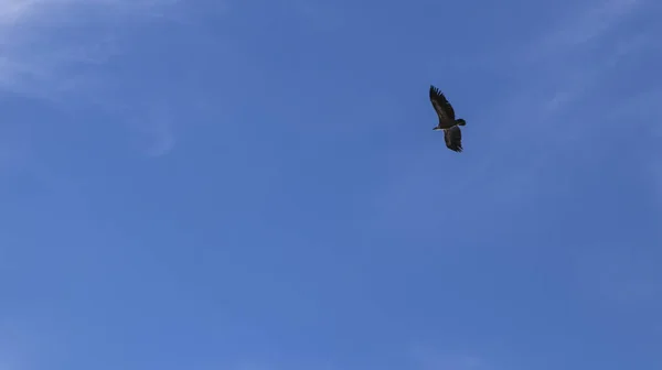 Een Vogel Vliegend Blauwe Lucht Een Zonnige Dag — Stockfoto