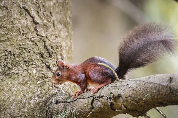 Closeup Small Red Squirrel Tree Branch Daylight — Stock Photo, Image