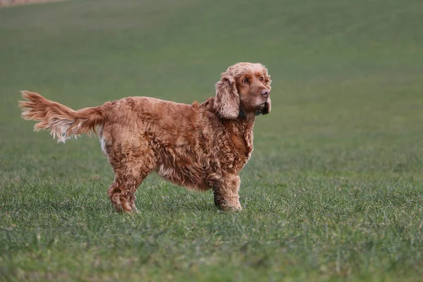 一只可爱的爱开玩笑的英国小猎犬在草地上玩耍 — 图库照片