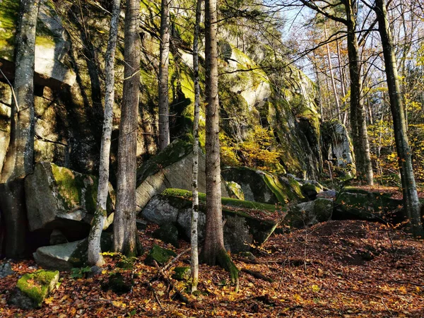 Trees Moss Covered Cliffs Forest Norway Autumn — Stock Photo, Image