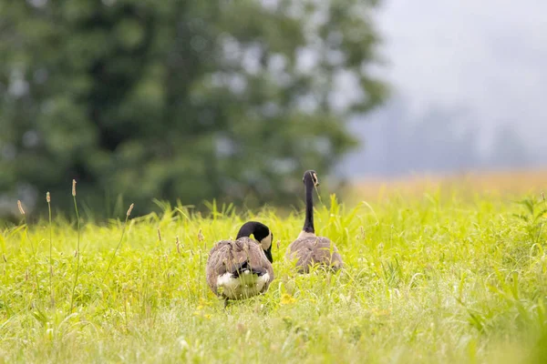 Gansos Canadenses Campo Manhã — Fotografia de Stock