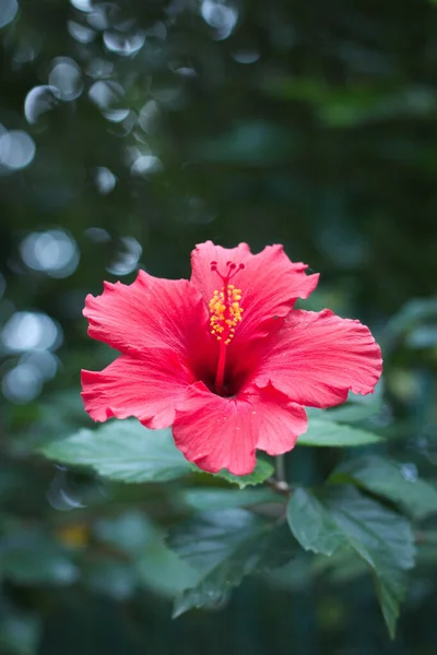 Tiro Vertical Shoeblackplant Vermelho Jardim Com Fundo Embaçado — Fotografia de Stock