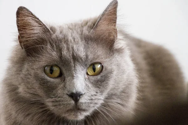 Eine Nahaufnahme Einer Grauen Katze Mit Grünem Auge — Stockfoto