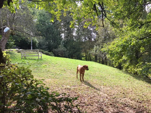 Собака Стоит Траве Парке — стоковое фото