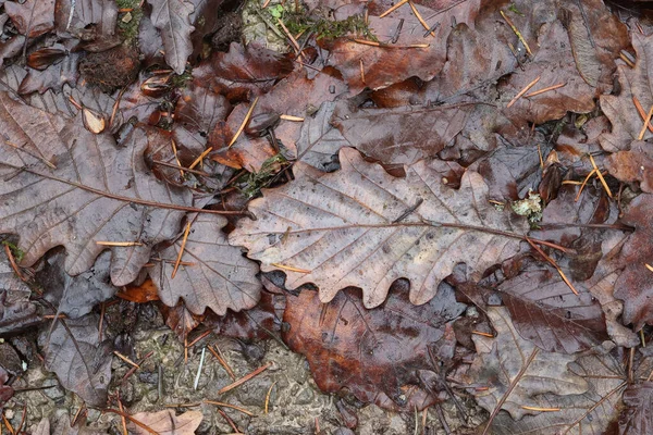 Eine Aufnahme Von Getrockneten Blättern Die Herbst Von Den Bäumen — Stockfoto