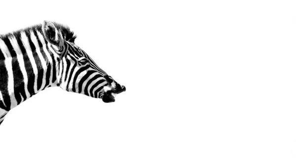 Tiro Close Cabeça Uma Zebra Isolada Fundo Branco — Fotografia de Stock