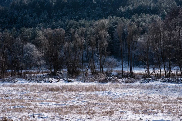 Eine Schöne Aufnahme Hoher Bäume Einem Wald Hinter Einem Feld — Stockfoto