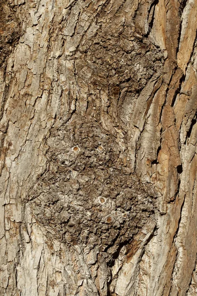 Primo Piano Verticale Della Trama Della Corteccia Legno — Foto Stock