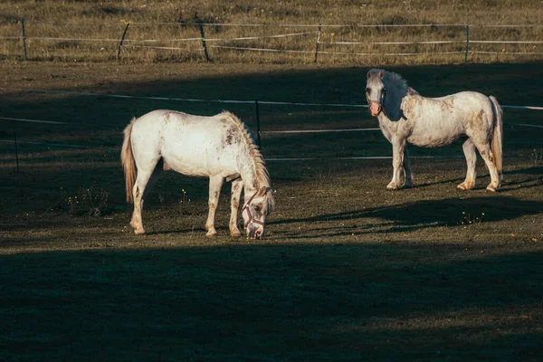 the two white horses grazing in a green field