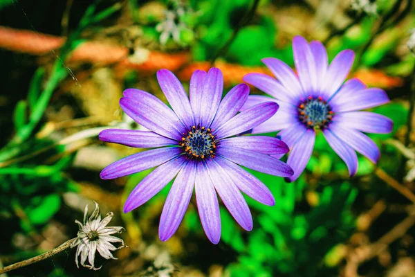 Enfoque Selectivo Hermosas Flores Azules Osteospermum Floreciendo Jardín —  Fotos de Stock