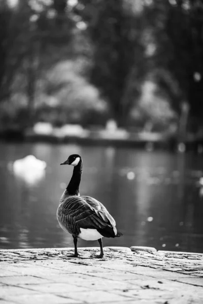 Een Verticaal Grijswaarden Shot Van Een Gans Staand Nabij Het — Stockfoto