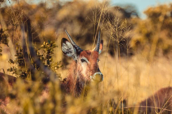 Foco Seletivo Close Antílope Campo Grama — Fotografia de Stock