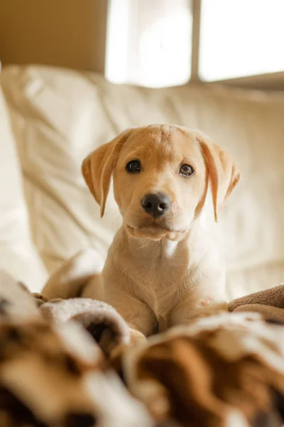 Primer Plano Vertical Lindo Perro Marrón Pequeño Sentado Sofá Mirando —  Fotos de Stock