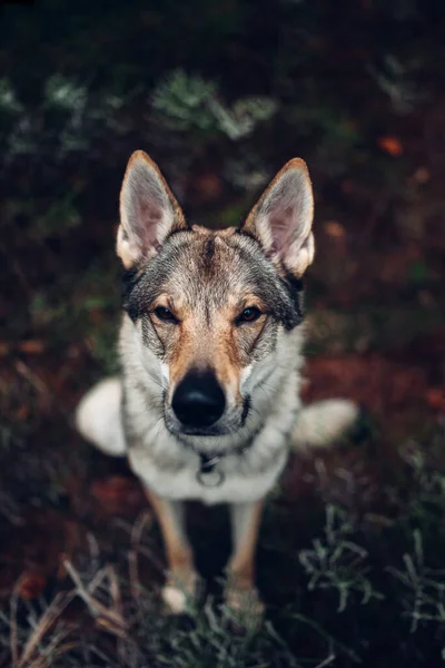 Μια Κάθετη Βολή Ενός Σκύλου Στο Χειμερινό Δάσος — Φωτογραφία Αρχείου