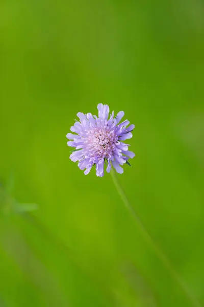 Detailní Záběr Fialové Kvetoucí Rostliny Zeleném Pozadí — Stock fotografie