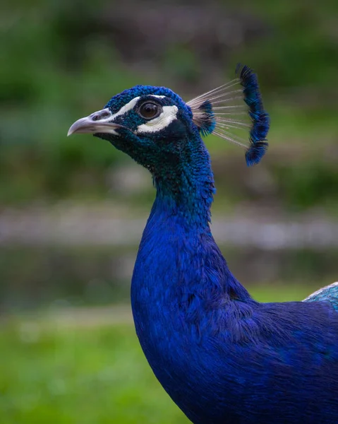 Perfil Pavão Masculino Perto Natureza — Fotografia de Stock