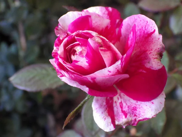 Tiro Close Uma Rosa Florescendo Vegetação — Fotografia de Stock