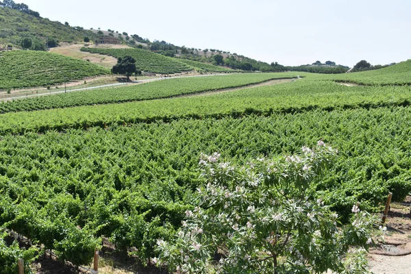 Uma Vista Uma Videira Verde Exuberante Colinas Rolantes Uma Vinícola — Fotografia de Stock