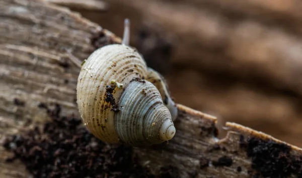 在粗糙的木制表面上的一个小陆地蜗牛的特写 背景模糊不清 — 图库照片