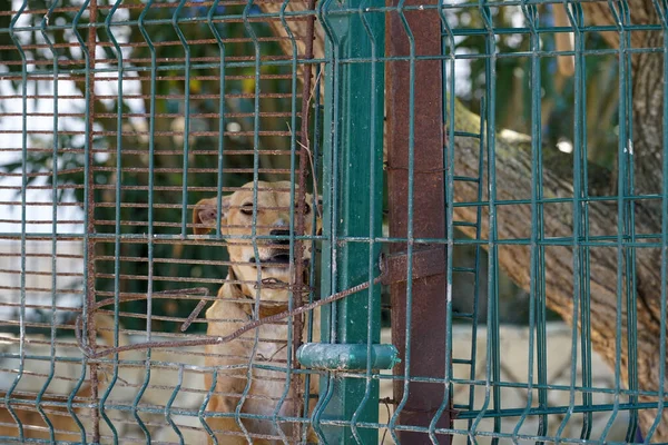 Primer Plano Perro Doméstico Detrás Vallas Oxidadas Jardín Amanecer — Foto de Stock