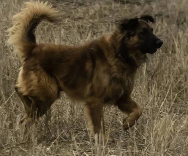 Собака Гуляет Сухой Траве — стоковое фото