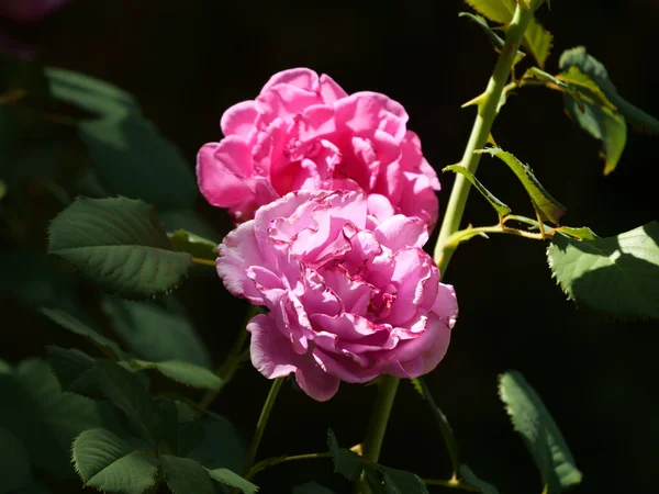 Een Close Shot Van Bloeiende Roze Rozen — Stockfoto