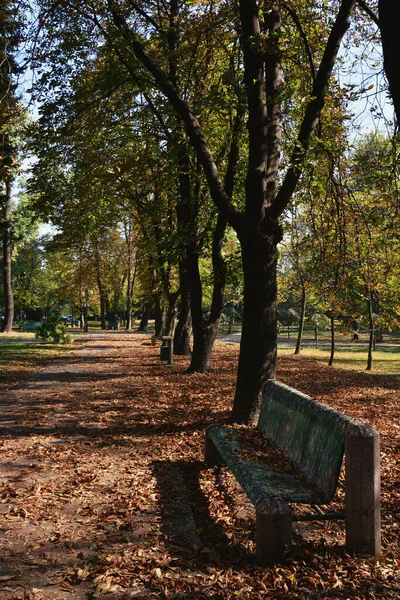 Eine Herbstlandschaft Aus Getrockneten Blättern Die Einen Park Gefallen Sind — Stockfoto