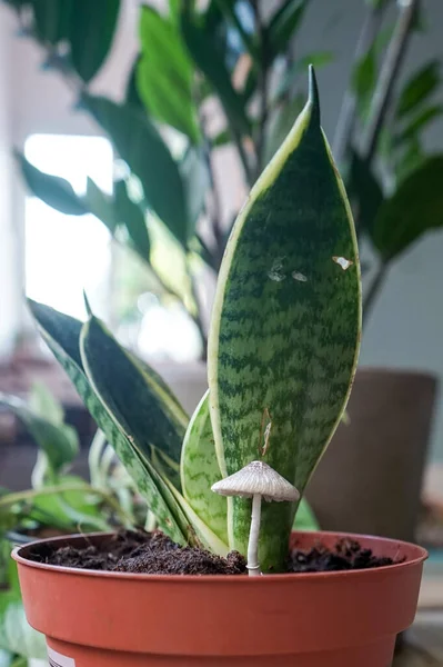 Enfoque Selectivo Una Maceta Planta Interior Verde Hongos —  Fotos de Stock