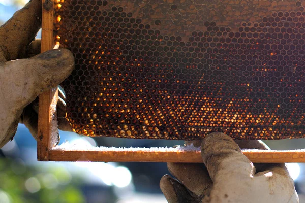 Texture Fond Motif Nid Abeille Cire Une Ruche Remplie Miel — Photo