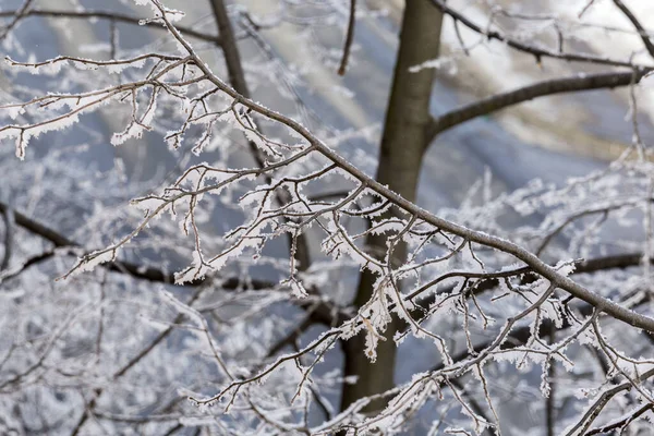 Kış Boyunca Ağacın Buzlu Gövdesine Seçici Bir Yaklaşım — Stok fotoğraf