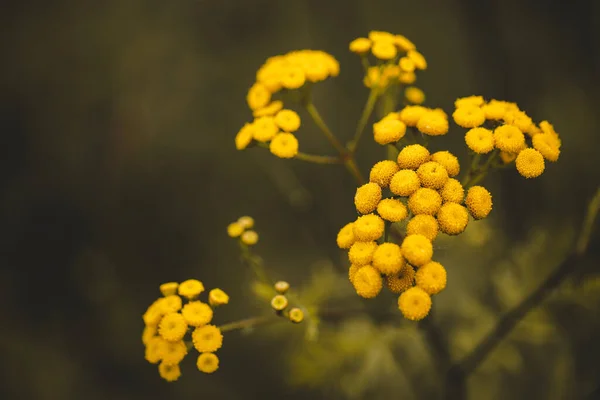 Eine Nahaufnahme Der Blühenden Tanacetum Blume — Stockfoto