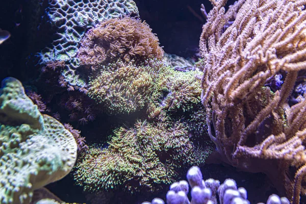 Exotische Kleurrijke Koralen Gevangen Een Aquarium — Stockfoto