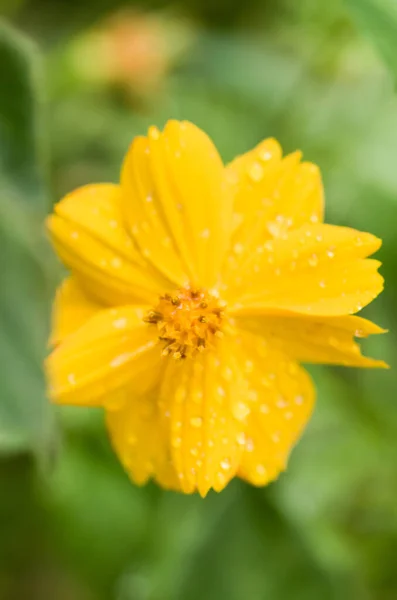 Close Shot Wet Yel Flower Blurry Background — Stock Photo, Image