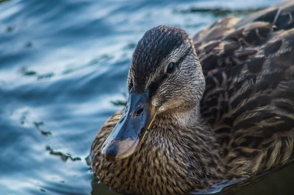 Eine Hochwinkelaufnahme Einer Niedlichen Ente Die Einem See Schwimmt — Stockfoto