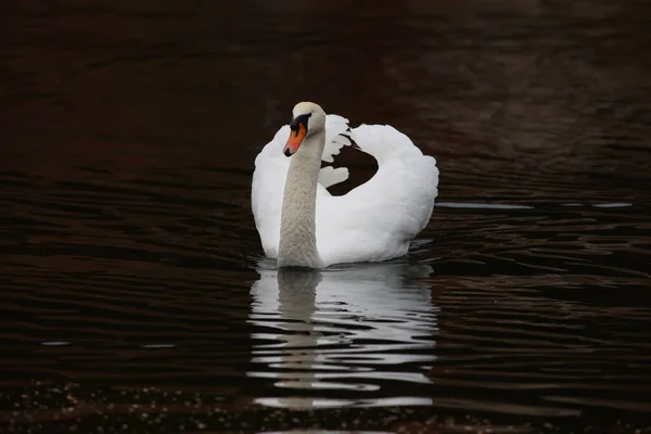 Lonely White Mswan Floating River — Stock Photo, Image