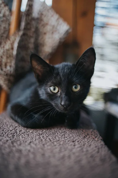 Vertikal Närbild Skott Söt Ung Katt Suddig Bakgrund — Stockfoto