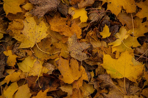 Eine Nahaufnahme Von Herbstblättern Wald Tag — Stockfoto