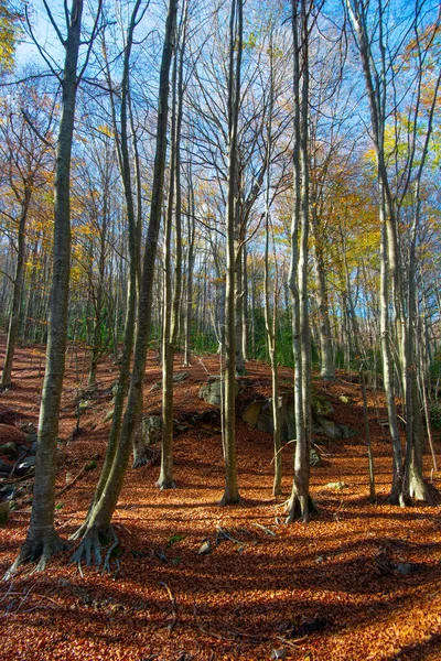 Plano Vertical Del Parque Del Montseny Cubierto Árboles Hojas Secas —  Fotos de Stock