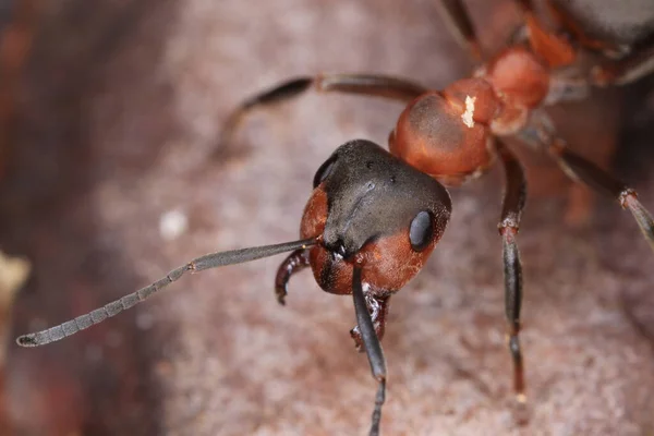 안테나가 개미의 매크로 — 스톡 사진