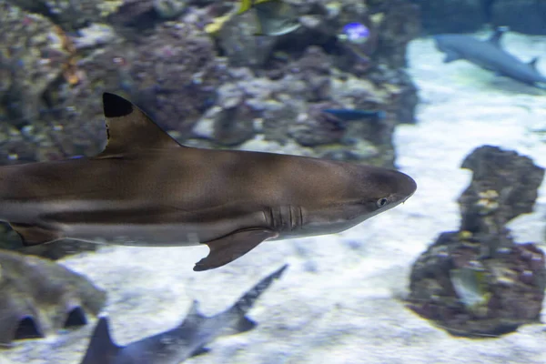 Akvaryumda Yakalanan Mercanların Yanında Egzotik Küçük Bir Köpekbalığı — Stok fotoğraf